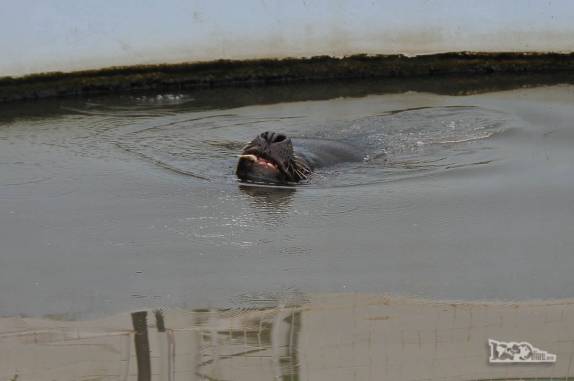 Um leão-marinho nada em seu tanque no Museu Oceanográfico de Rio Grande, no sul do Rio Grande do Sul